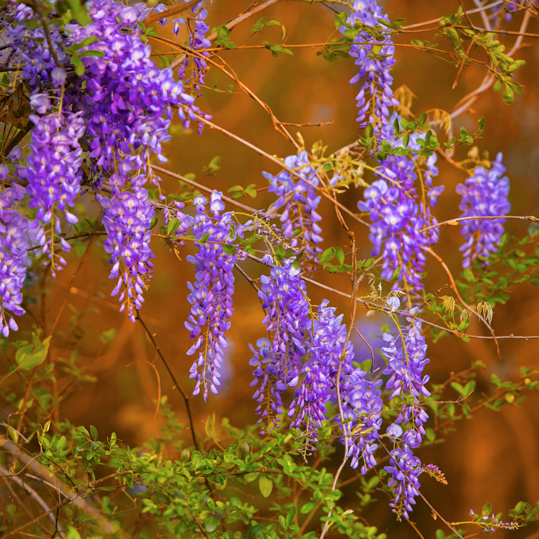 Wisteria - Purple - 10 Tree Seeds