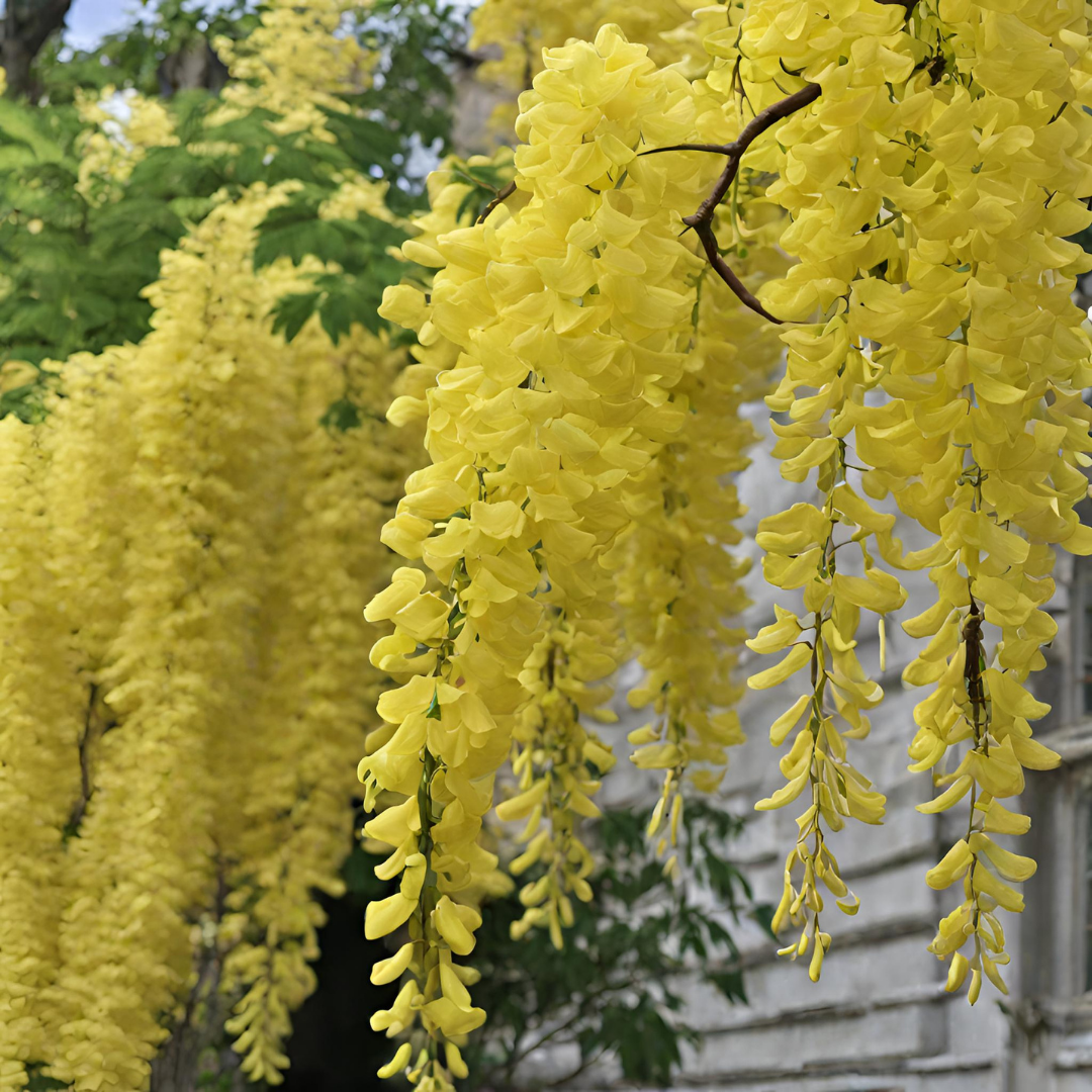 Wisteria - Yellow - 10 Tree Seeds