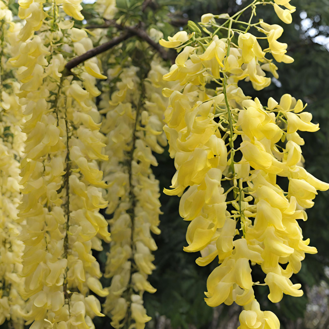 Wisteria - Yellow - 10 Tree Seeds