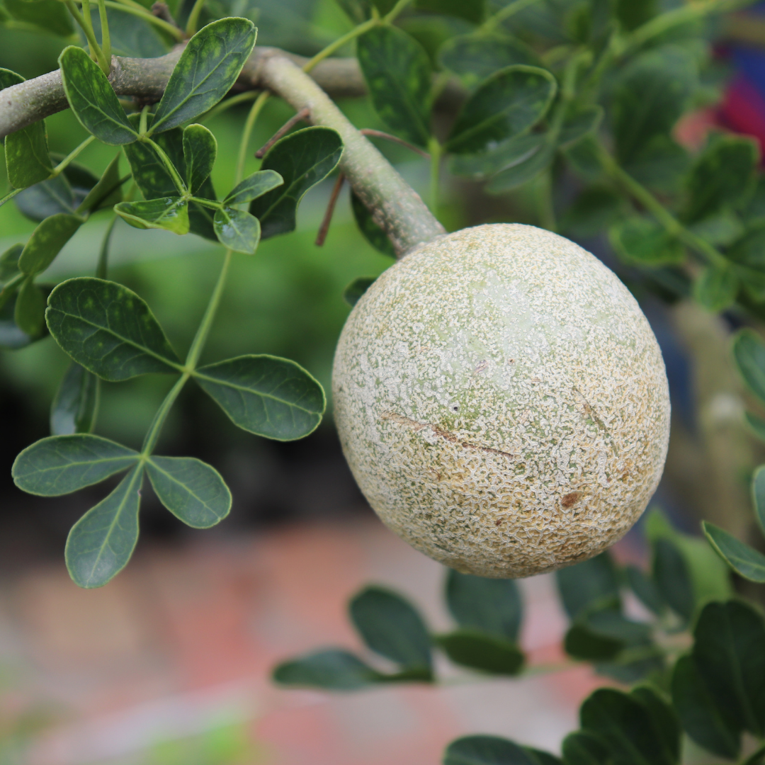 Wood Apple / Bel - Limonia acidissima Fruit Plant