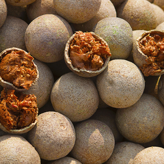 Wood Apple / Bel - Limonia acidissima Fruit Plant
