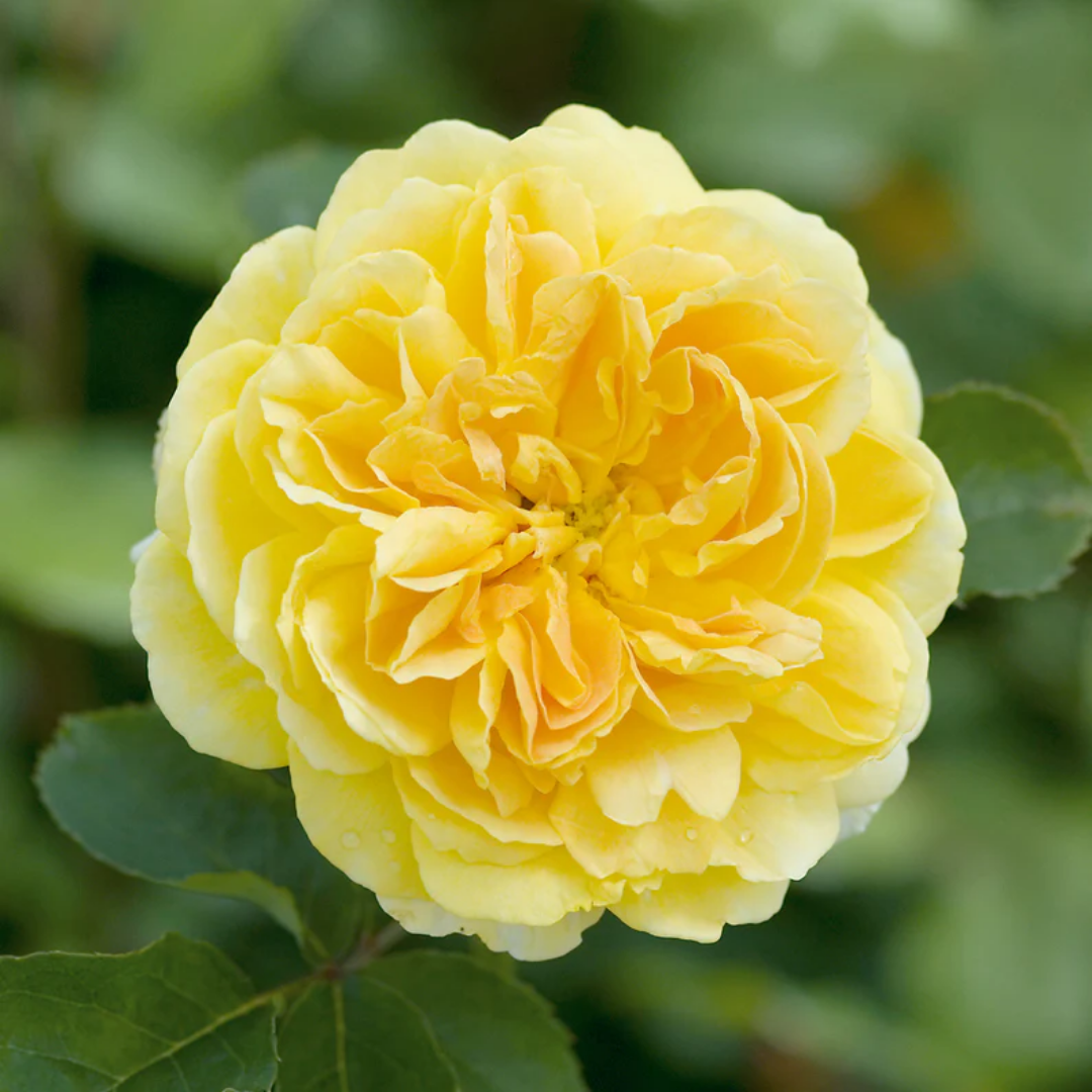 Rose - Yellow Flame - Hybrid Flower Plant