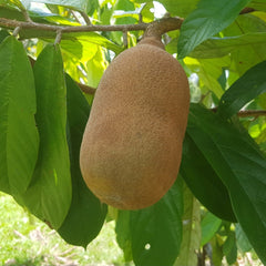 Cupassu Fruit (Theobroma Grandiflorum) Fruit Plant