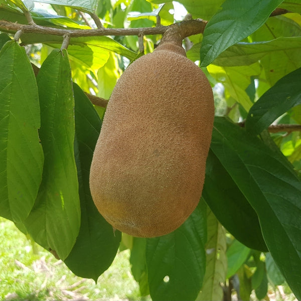 Cupassu Fruit (Theobroma Grandiflorum) Fruit Plant