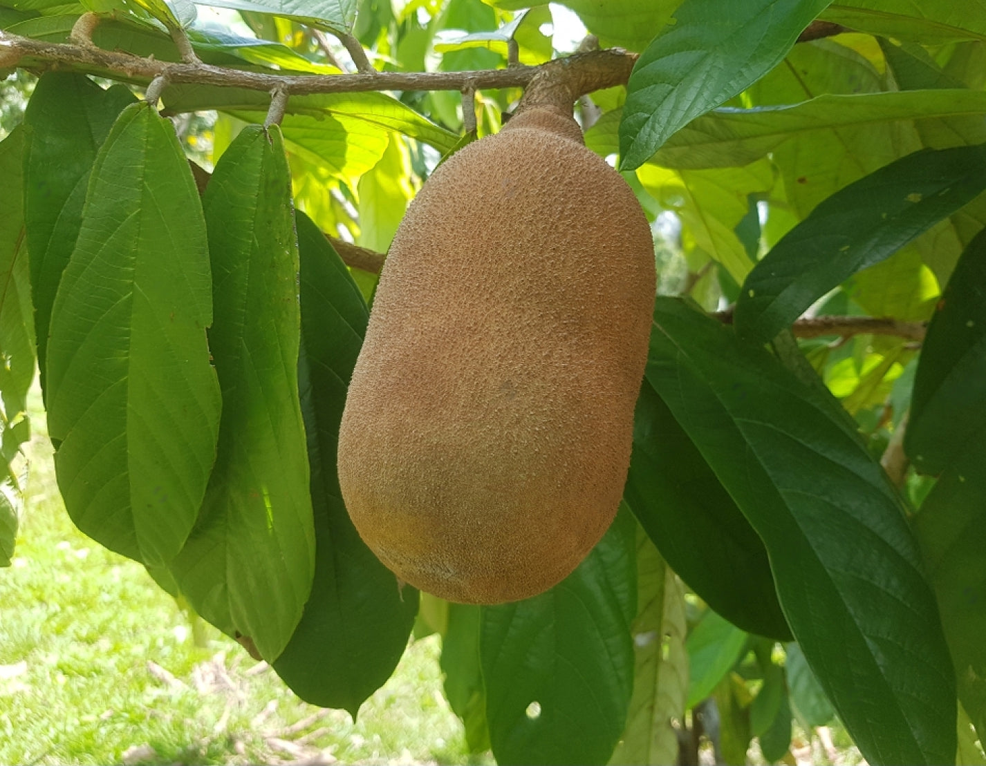 Cupassu Fruit (Theobroma Grandiflorum) Fruit Plant