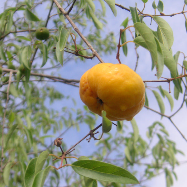 Ubajai (Eugenia Myrcianthes) Fruit Plant