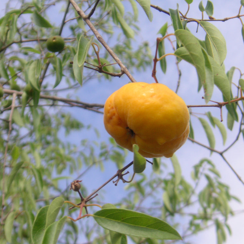 Ubajai (Eugenia Myrcianthes) Fruit Plant