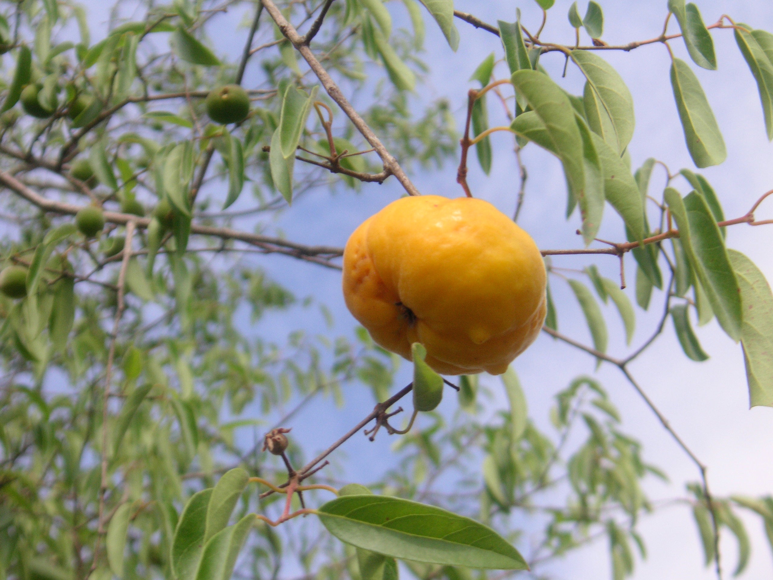 Ubajai (Eugenia Myrcianthes) Fruit Plant