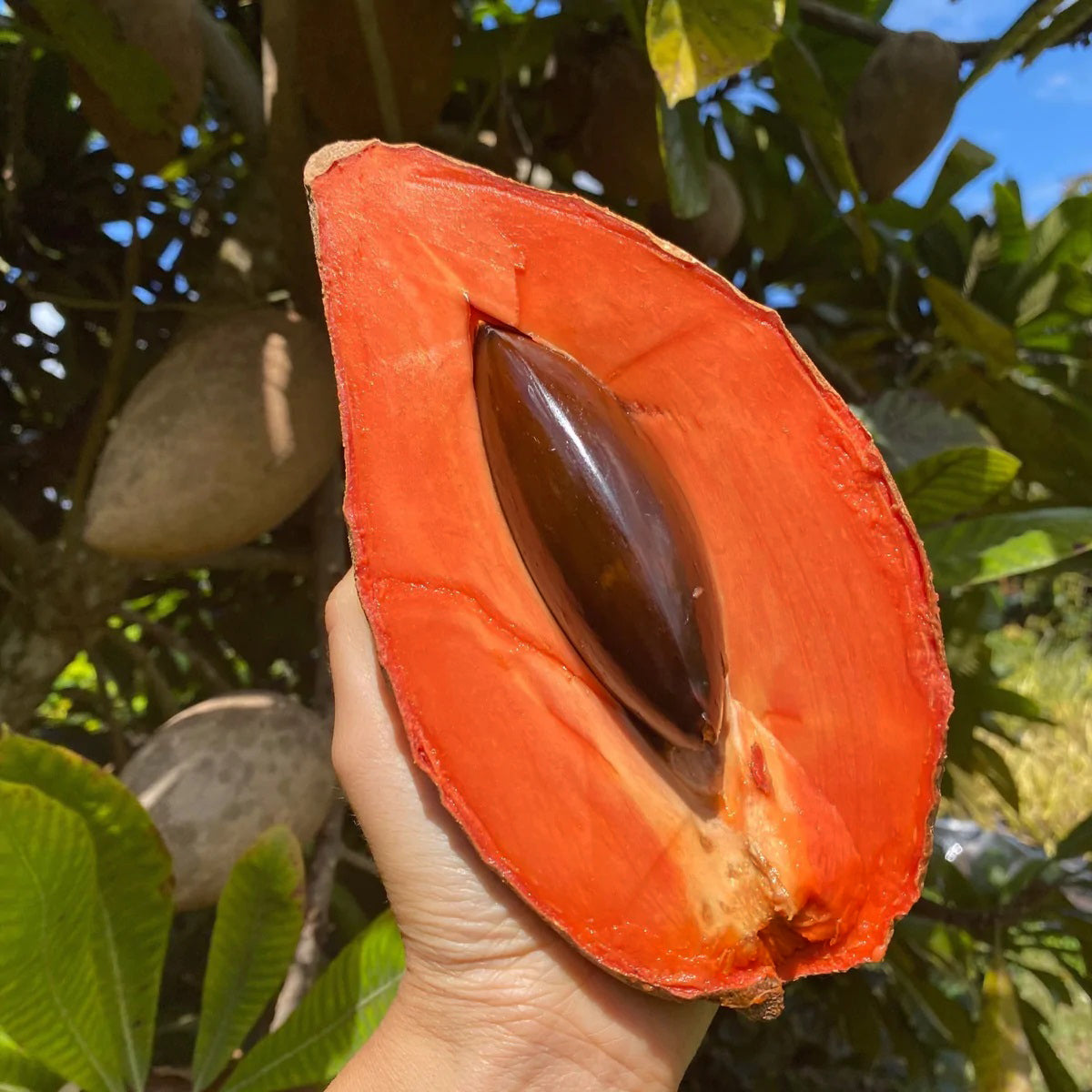 Mamey Sapote (Pouteria Sapota) Fruit Plant