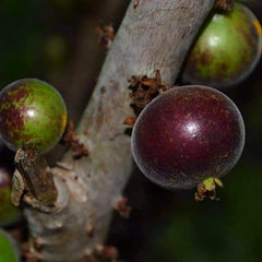 Hybrid Jaboticaba - Plinia sp. 