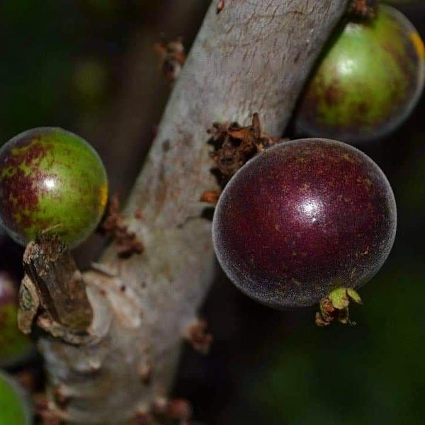 Hybrid Jaboticaba - Plinia sp. 