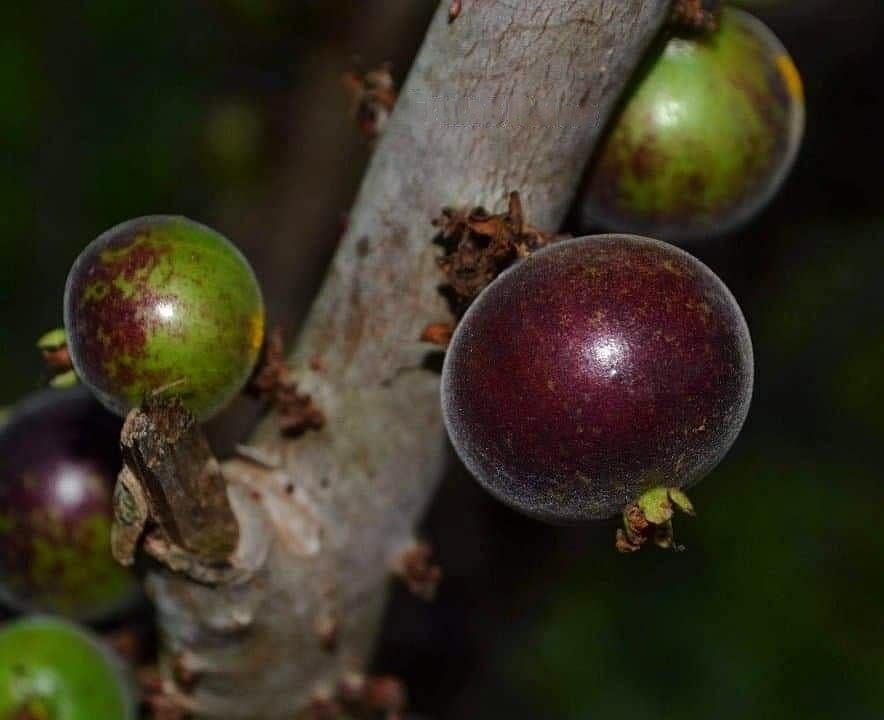 Hybrid Jaboticaba - Plinia sp. "Blue Velvet" Fruit Plant