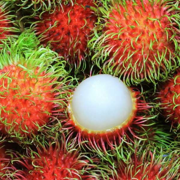 Rambutan - Binjai - Hybrid Fruit Plant