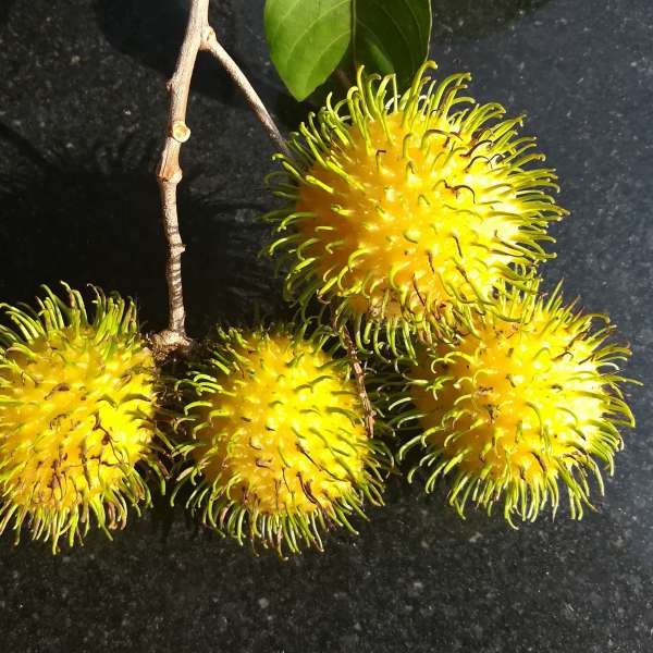 Rambutan - Muar Gading - Hybrid Fruit Plant