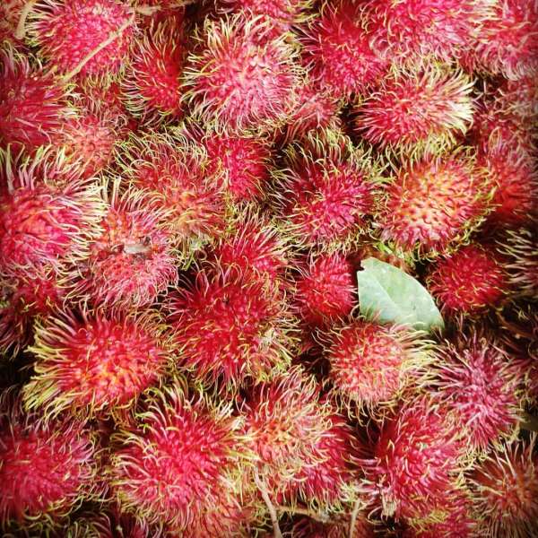 Rambutan - Maharlika - Hybrid Fruit Plant