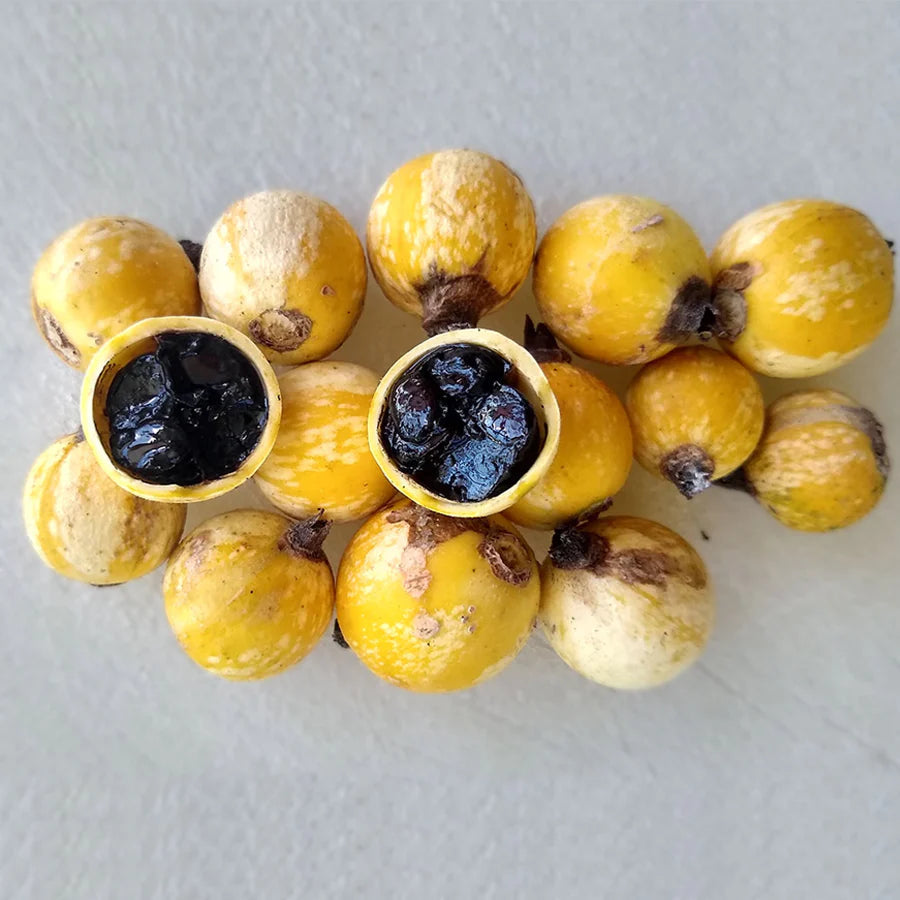 Black Berry Jam Fruit (Randia Formosa) Fruit Plant