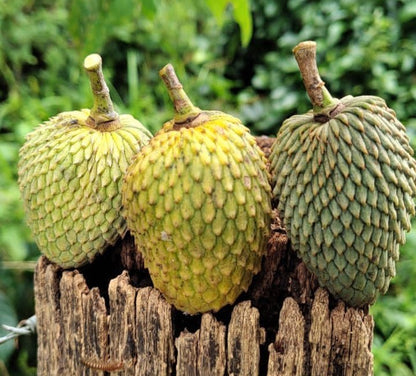 Dragons Egg Annona - Annona Hypoglauca Fruit Plant