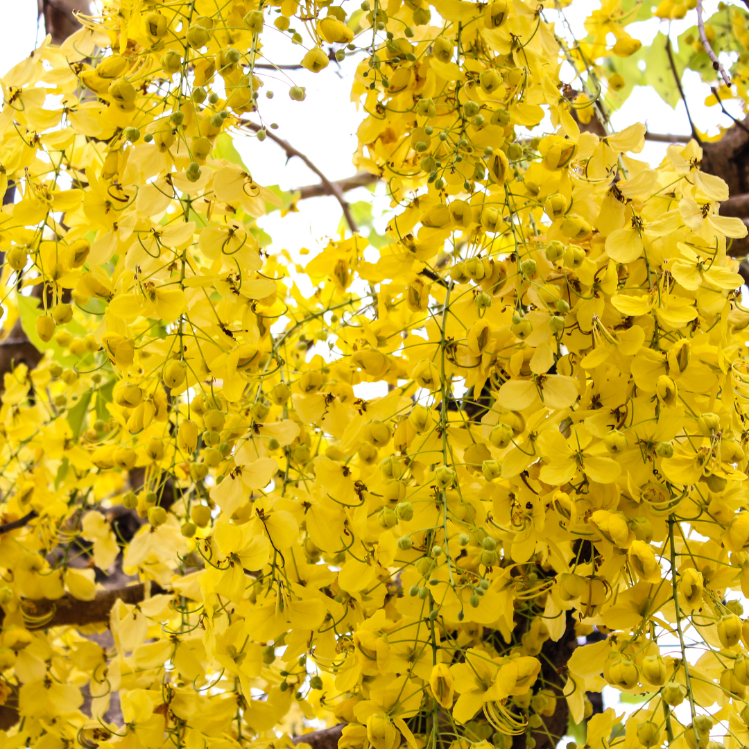 Cassia - Cassia fistula - 20 Tree Seeds