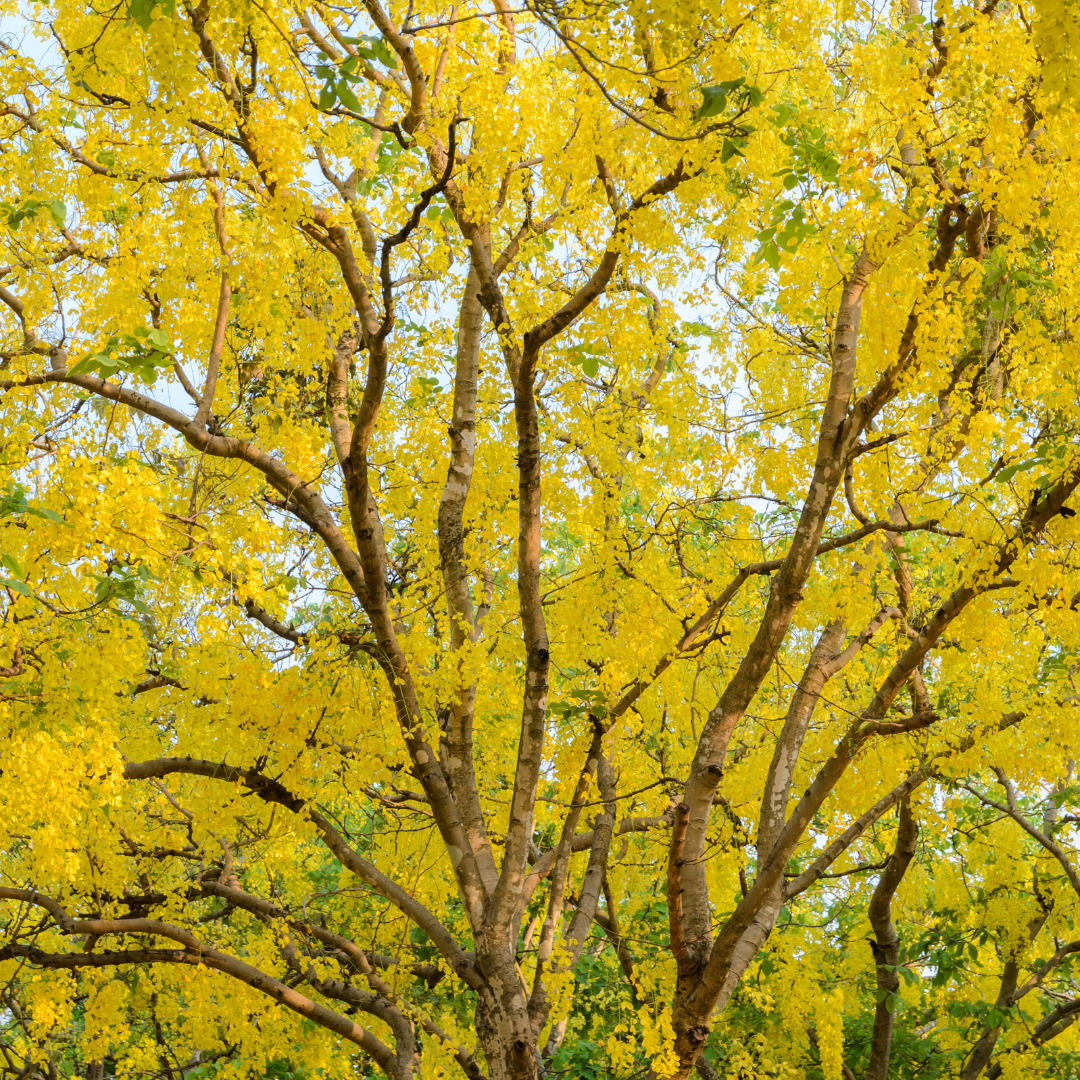 Cassia - Cassia fistula - 20 Tree Seeds