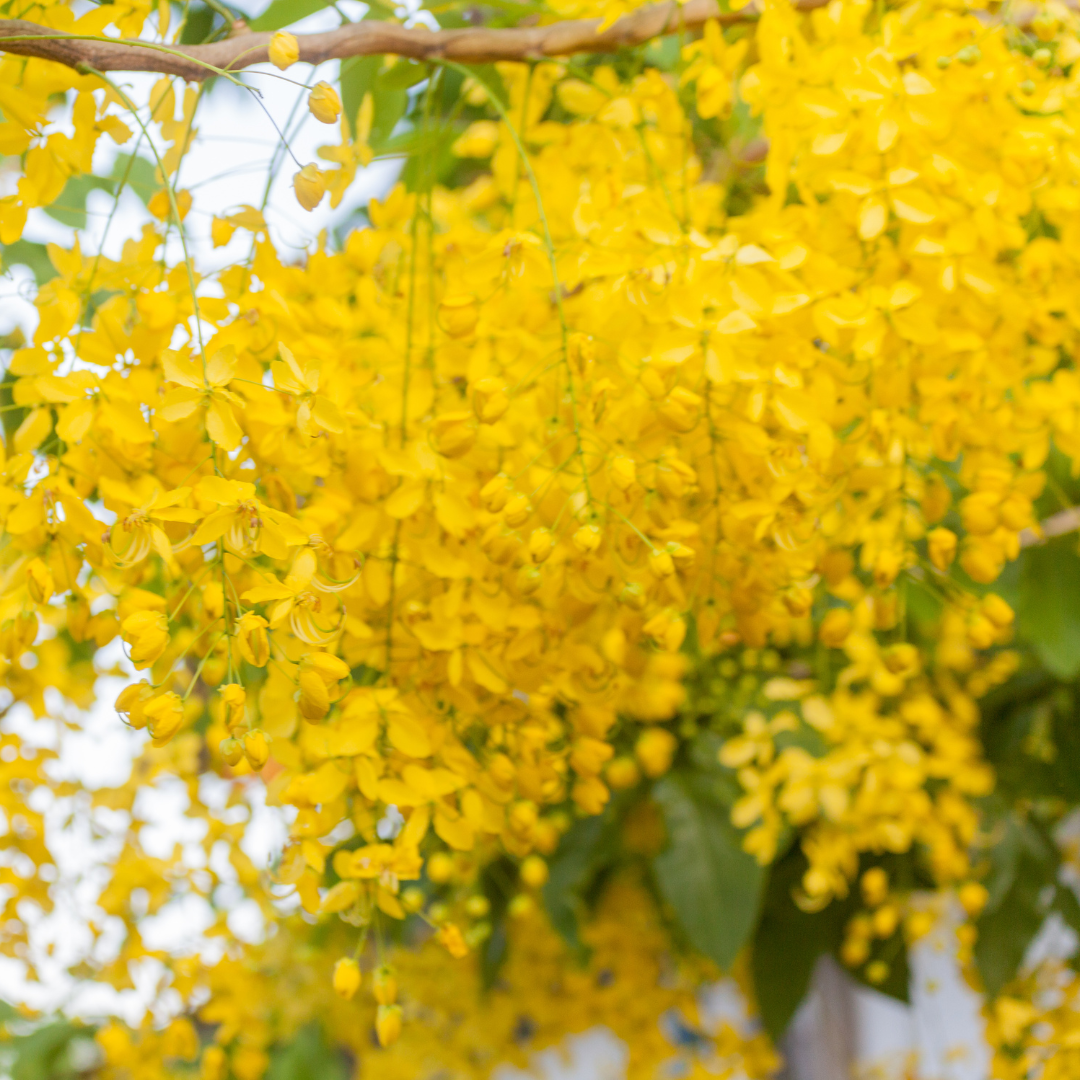 Cassia - Cassia fistula - 20 Tree Seeds