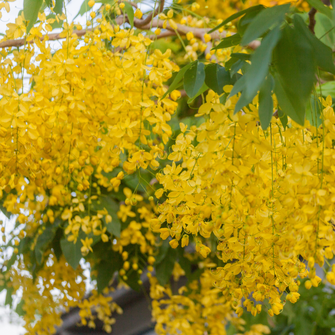 Cassia - Cassia fistula - 20 Tree Seeds