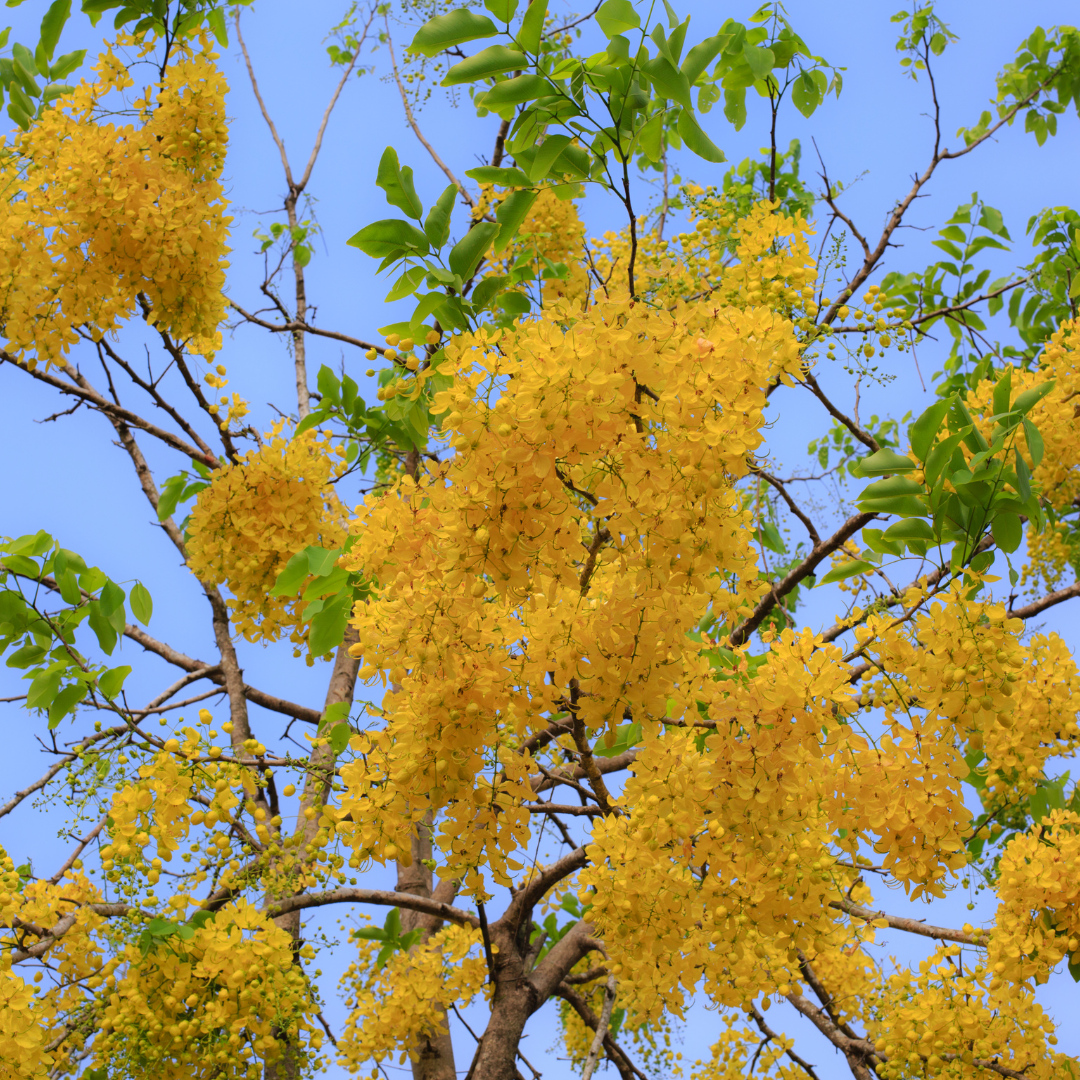 Cassia - Cassia fistula - 20 Tree Seeds