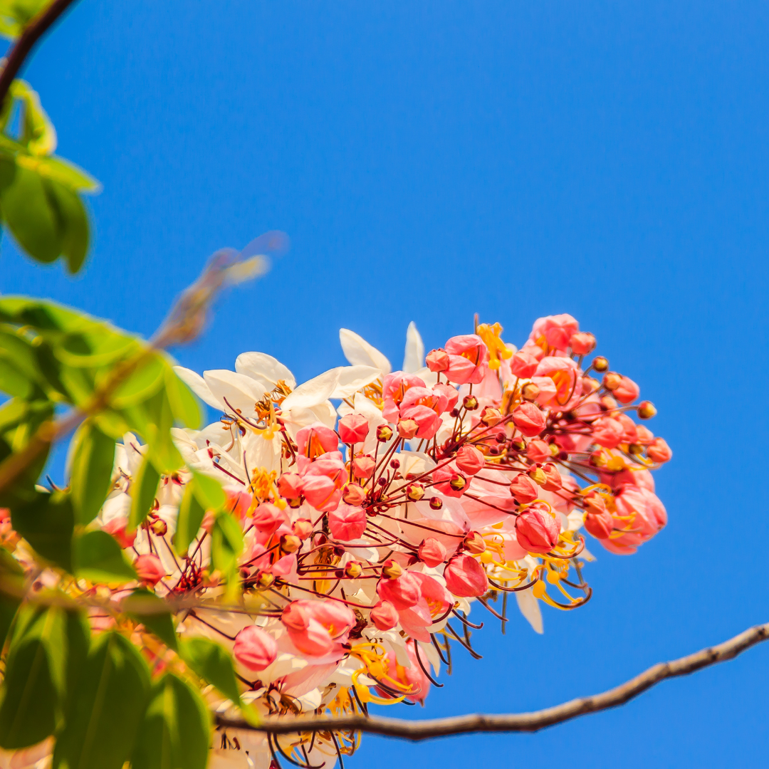 Cassia - Cassia grandis - 10 Tree Seeds