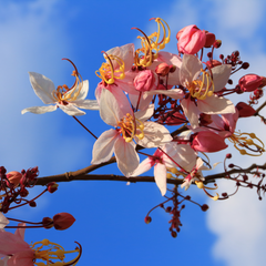 Cassia - Cassia grandis - 10 Tree Seeds