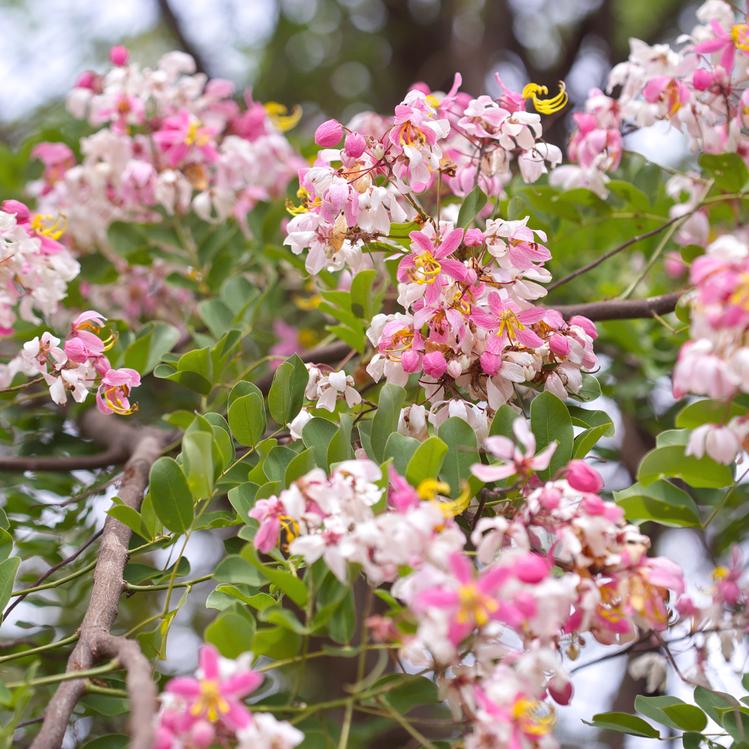 Cassia - Cassia javanica - 20 Tree Seeds