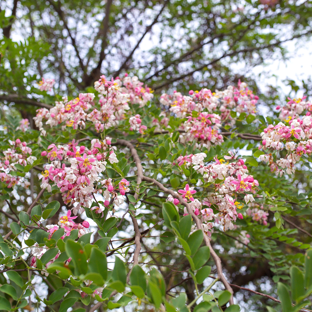 Cassia - Cassia javanica - 20 Tree Seeds