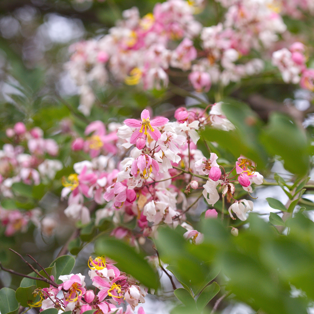 Cassia - Cassia javanica - 20 Tree Seeds