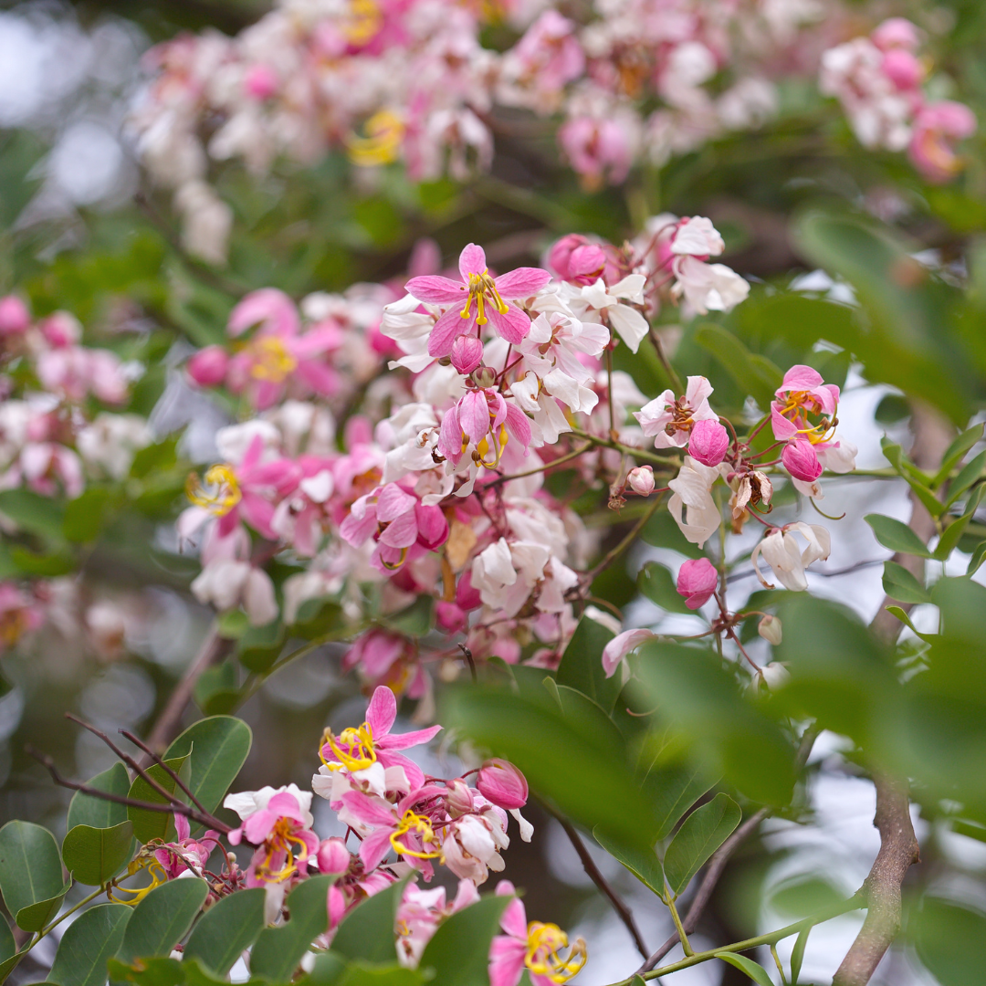 Cassia - Cassia javanica - 20 Tree Seeds