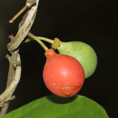 Lolly Berry (Salacia Chinensis) Fruit Plant