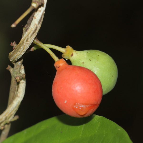 Lolly Berry (Salacia Chinensis) Fruit Plant