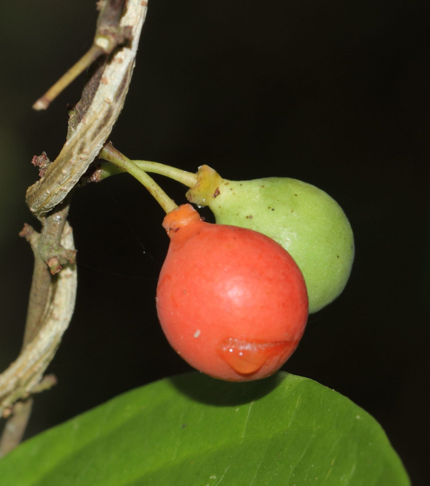 Lolly Berry (Salacia Chinensis) Fruit Plant