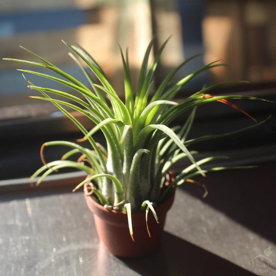 Tillandsia Sky Air Plant