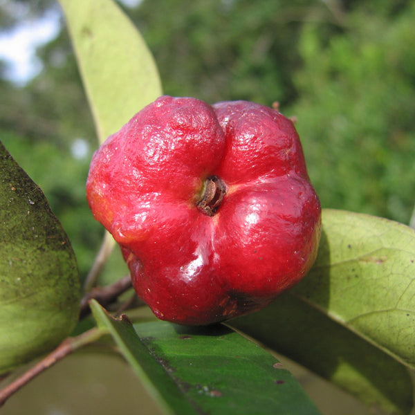 Guamirim (Eugenia florida) Fruit Plant