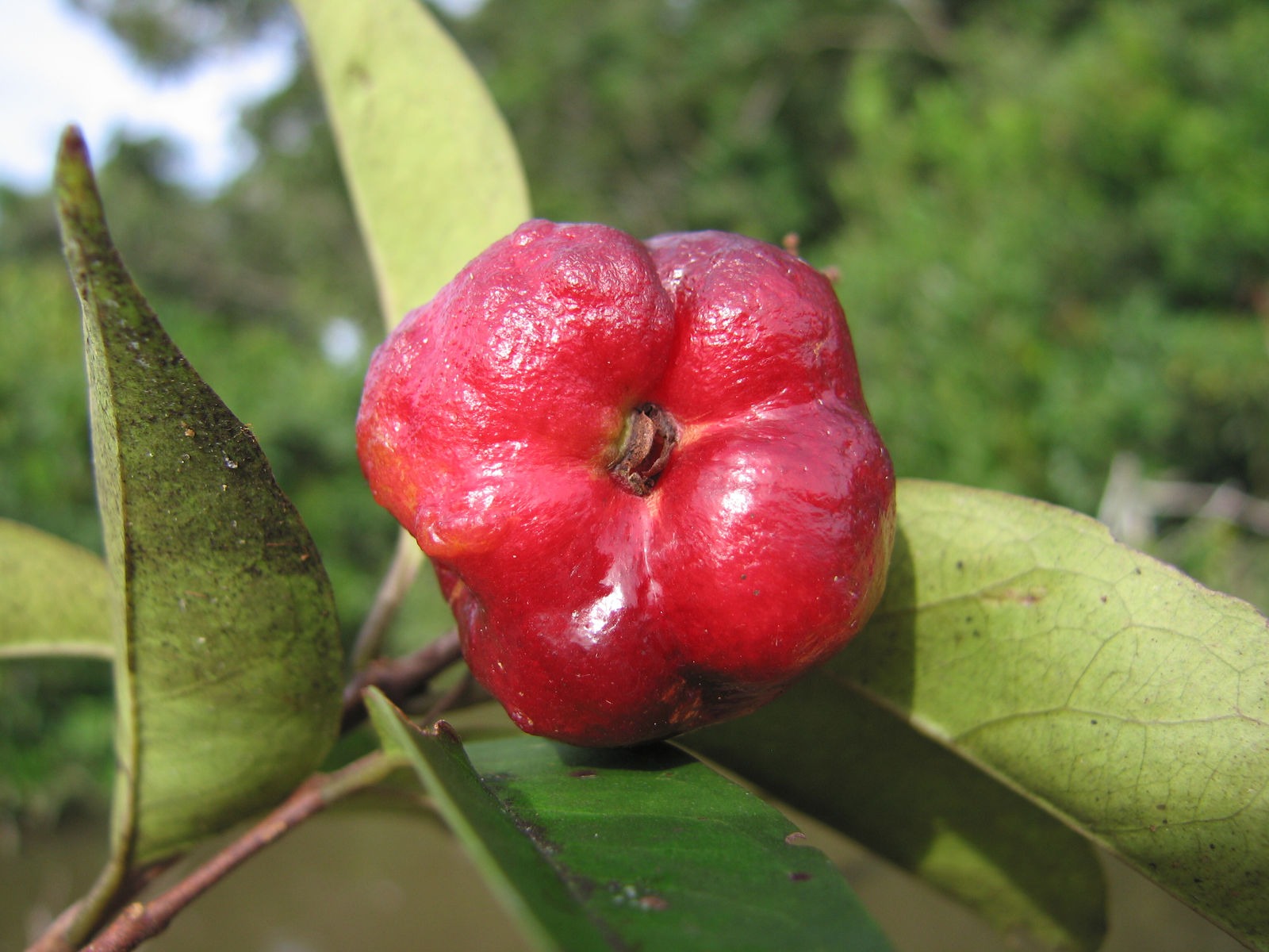 Guamirim (Eugenia florida) Fruit Plant