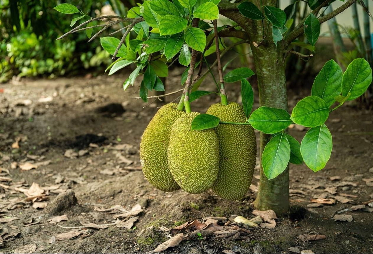 Vietnam Super Early Jackfruit Plant