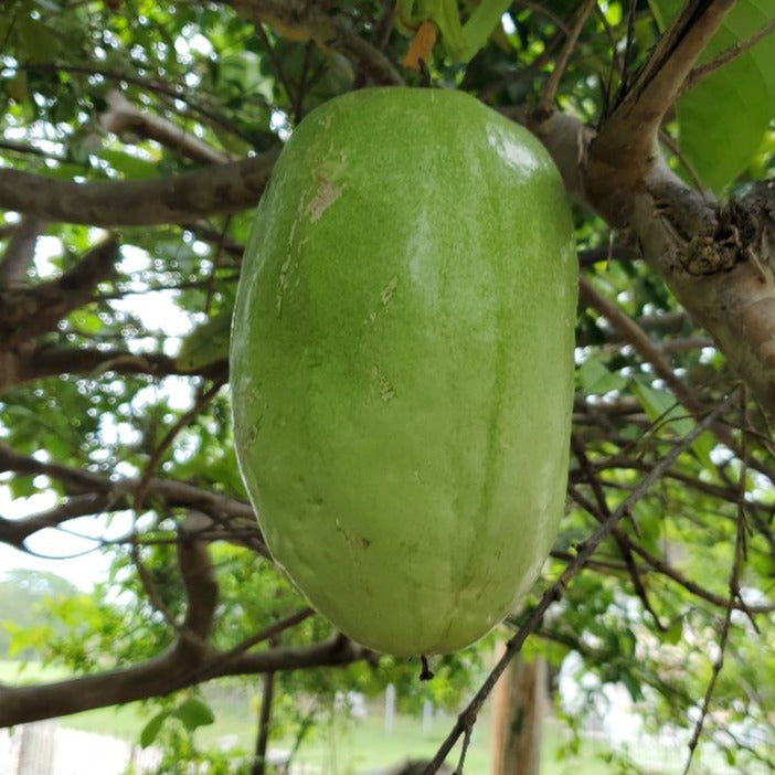 Giant Granadilla ( Aakashavellari ) - Passiflora quadrangularis Fruit Plant