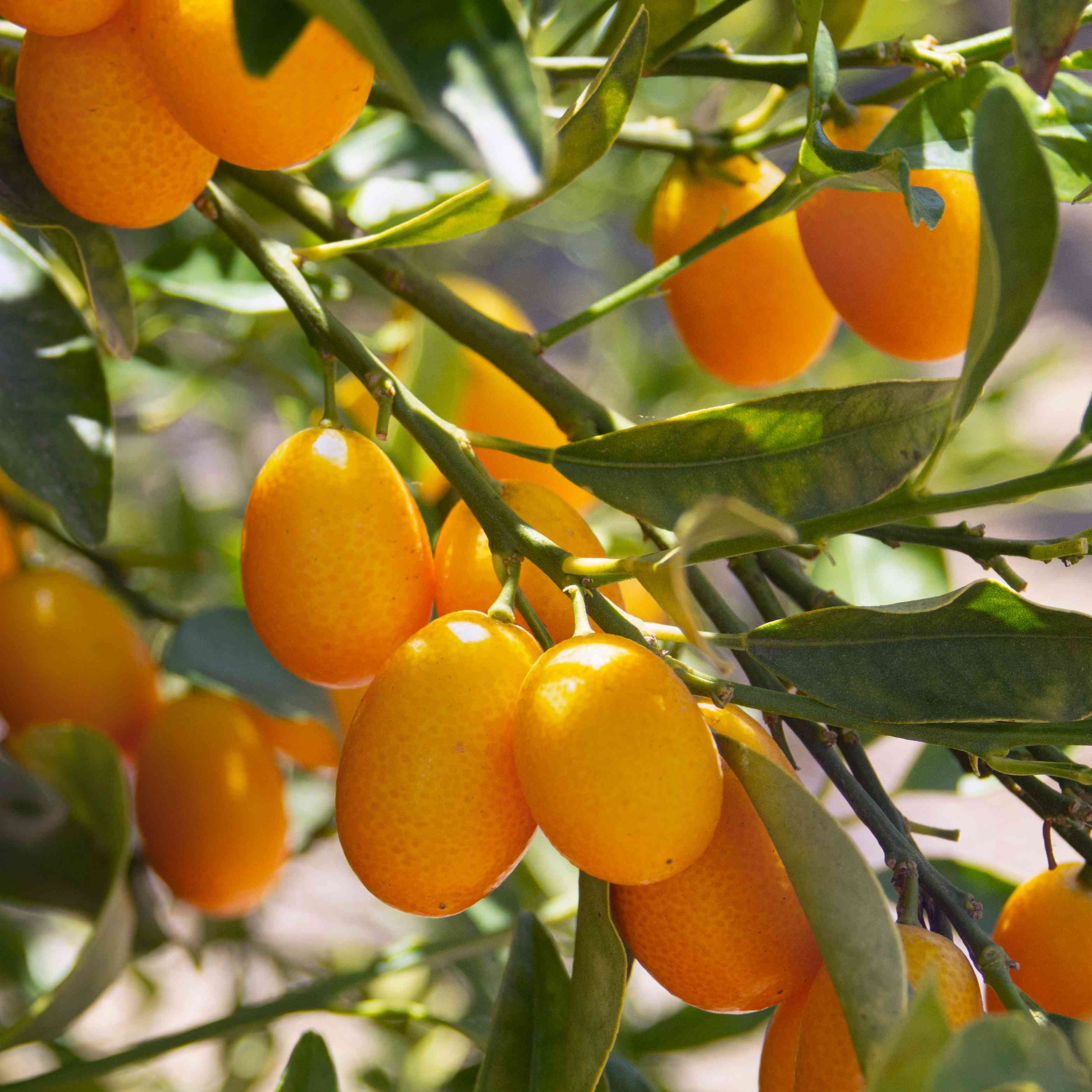 Israel Kumquat Orange - Fruit Plant