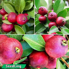 Guava - Strawberry Guava  - Fruit Plant