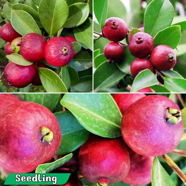 Guava - Strawberry Guava  - Fruit Plant