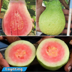 Guava - Jarvi Diamond 1 Guava Fruit Plant