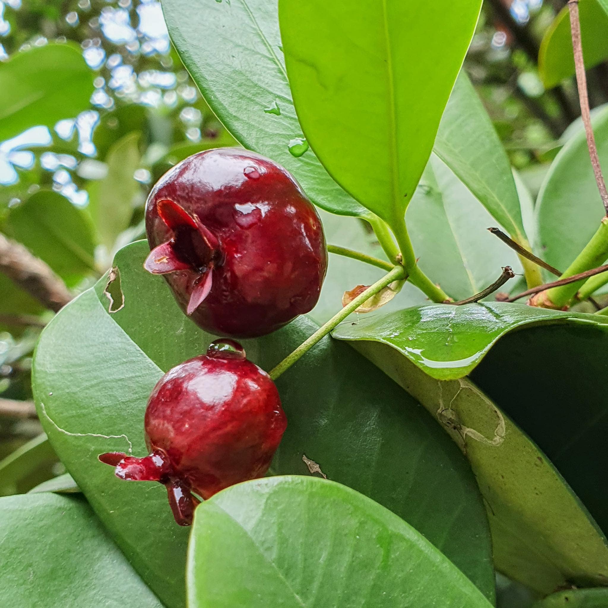 Grumichama Fruit (Eugenia brasiliensis) Fruit Plant