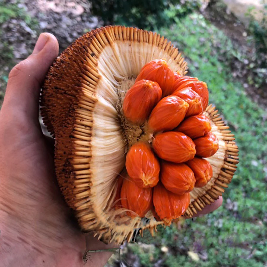 Wild Jackfruit - Red - 20 Fruit Seeds