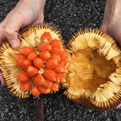 Wild Jackfruit - Red - 20 Fruit Seeds