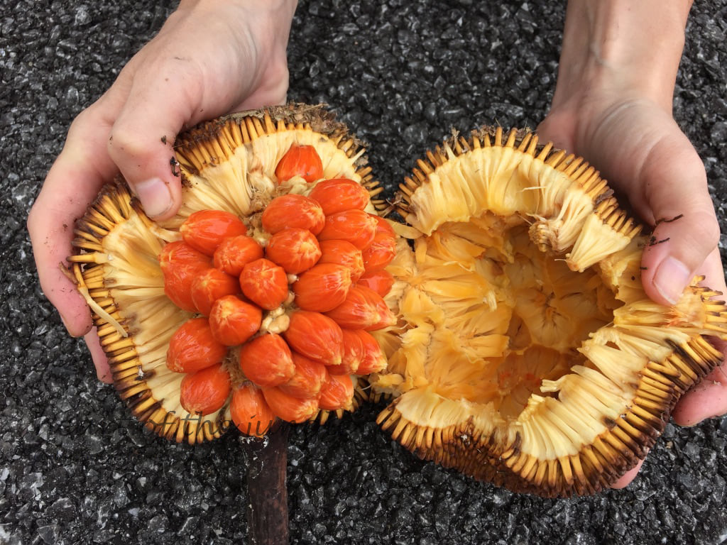 Wild Jackfruit - Red - 20 Fruit Seeds