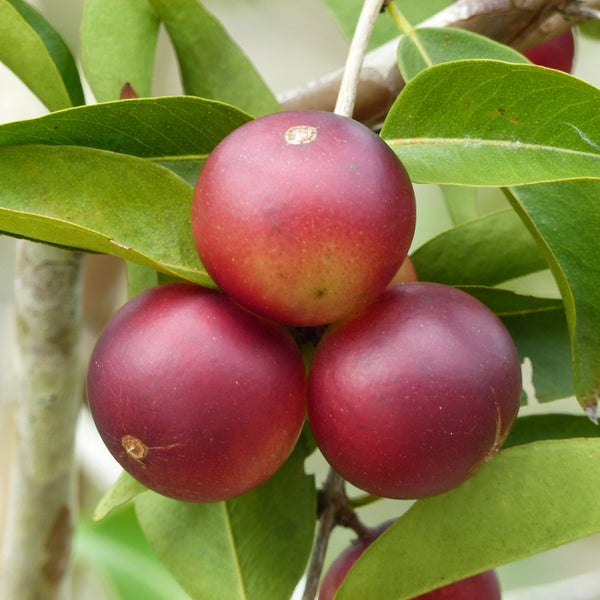 Camu Camu (Myrciaria Dubia) Fruit Plant