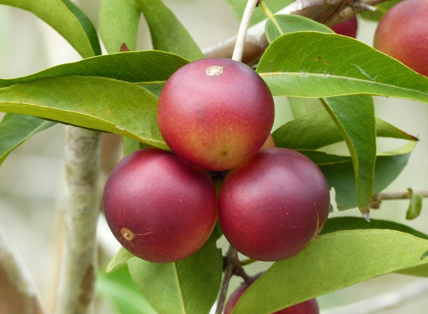 Camu Camu (Myrciaria Dubia) Fruit Plant